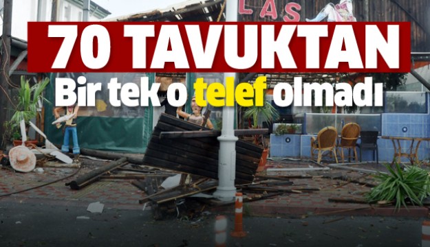 70 tavuktan bir tek o telef olmadı  