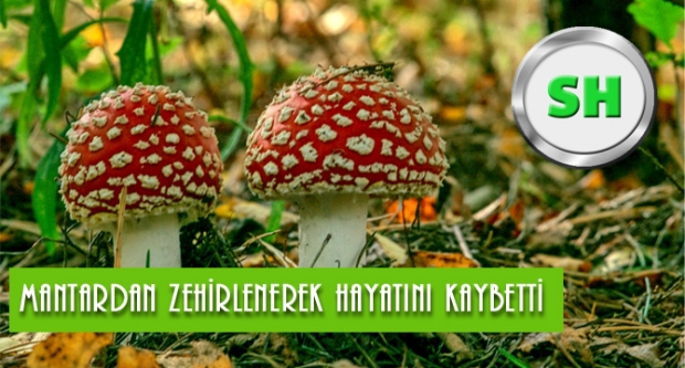 Mantar Yine Can Aldı