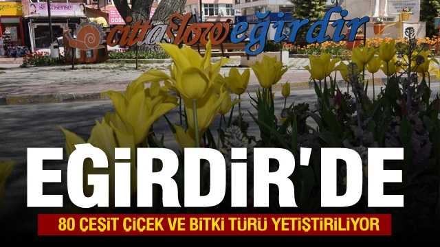 80 ÇEŞİT ÇİÇEK VE BİTKİ TÜRÜ YETİŞTİRİLİYOR.