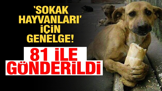 81 ile gönderildi ''sokak hayvanları genelgesi''