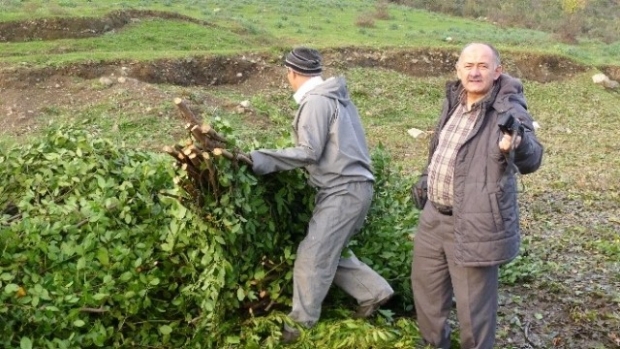 Türkiye Dünyaya Defne Yaprağı İhraç Ediyor
