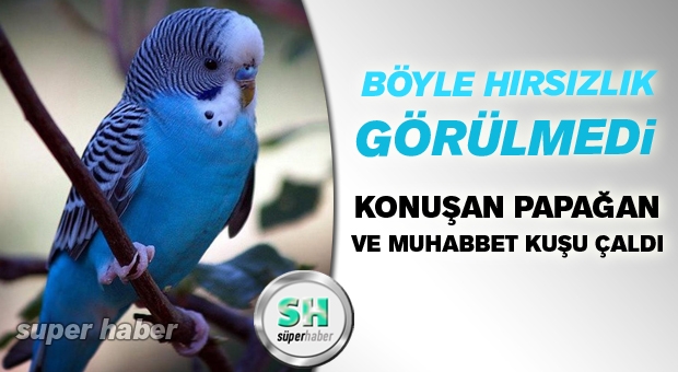 KONUŞAN PAPAĞANI ÇALDI