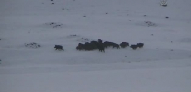 Yine aynı şehir! Bu kez kurt sürüsü değil