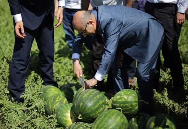  Adana karpuzunda hasat sürüyor