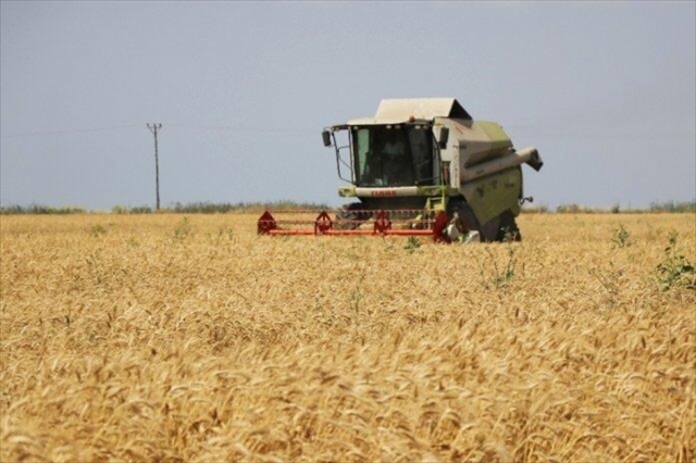 Adana'da buğday hasadı başladı