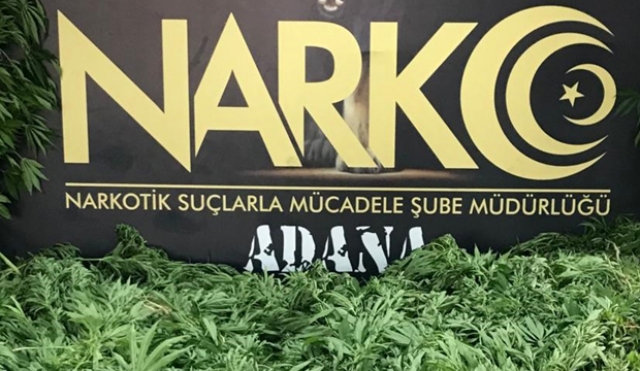 Adana'da 4 bin 710 kök Hint keneviri ele geçirildi