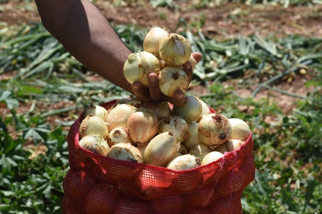 Adana'da soğan hasadı başladı