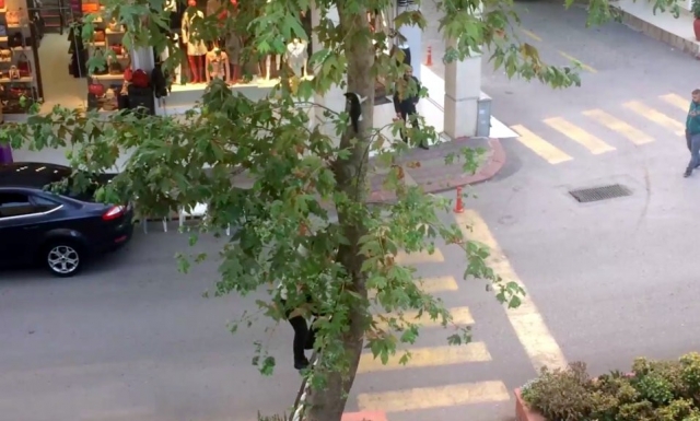 Ağaçta mahsur kalan kediyi kedi gibi ağaca tırmanıp kurtardı  