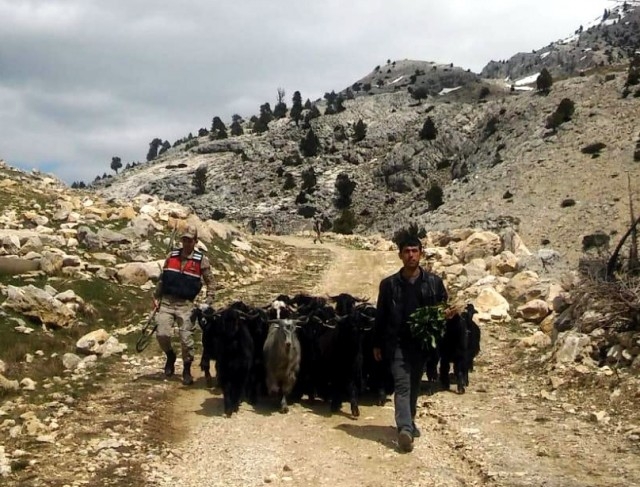 ahırdan kaçan keçiler, güvenlik kameralarına yakalandı