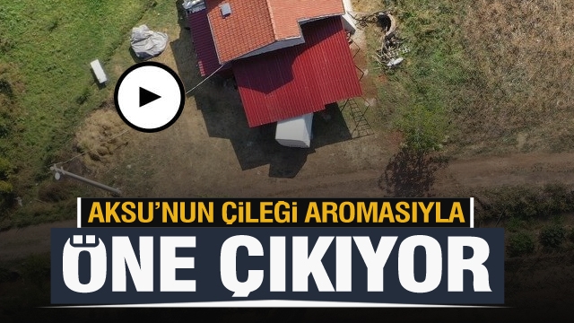 Aksu Yayla Çileği Aromasıyla Öne Çıkıyor