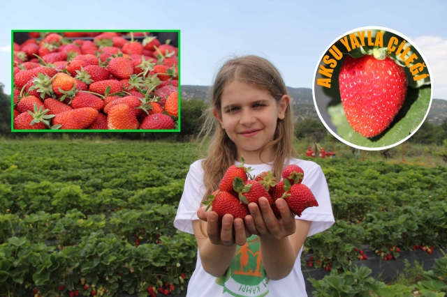 ​Aksu Yayla Çileği Yetiştiriciliği Yaygınlaşıyor