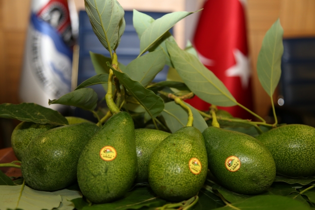 Alanya'da avokado marka oldu 