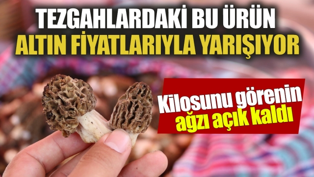 Altın Fiyatlarını Geride Bırakan Kuzugöbeği Mantarı