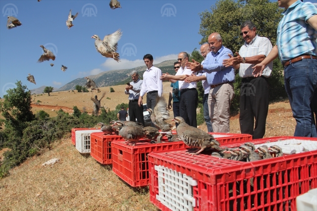 Amanoslar'da doğaya bin keklik salındı