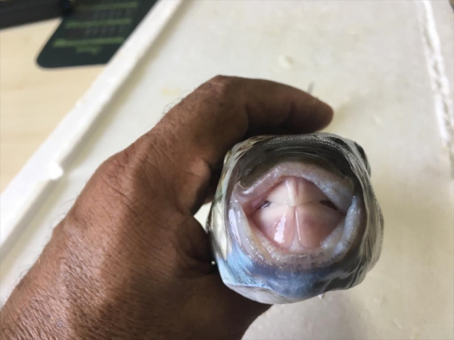 Amatör balıkçılara "balon" ve "aslan" balığı uyarısı