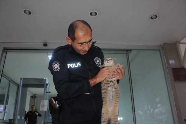 Ameliyatlı halde sığındığı karakolun maskotu oldu