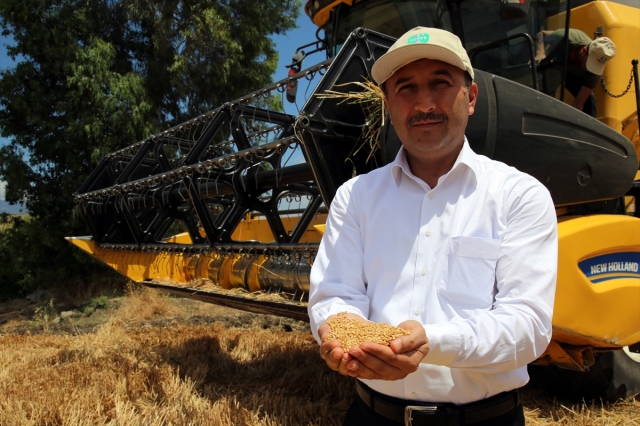 Amik Ovası'nda buğday ekim alanı ve rekoltesi artıyor