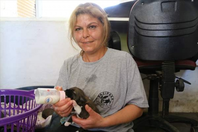 Anneleri ölen köpek yavrularını biberonla besliyorlar