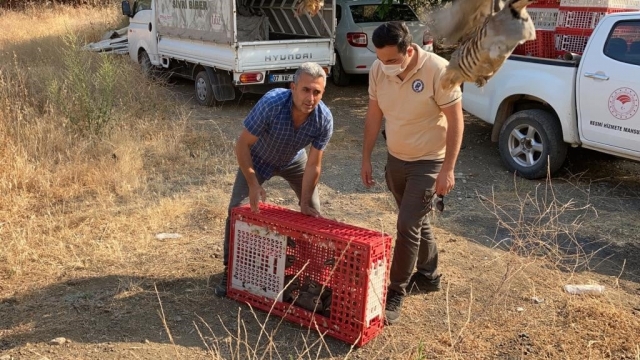 ANTALYA’DA 16 BİN KINALI KEKLİK DOĞAYLA BULUŞUYOR