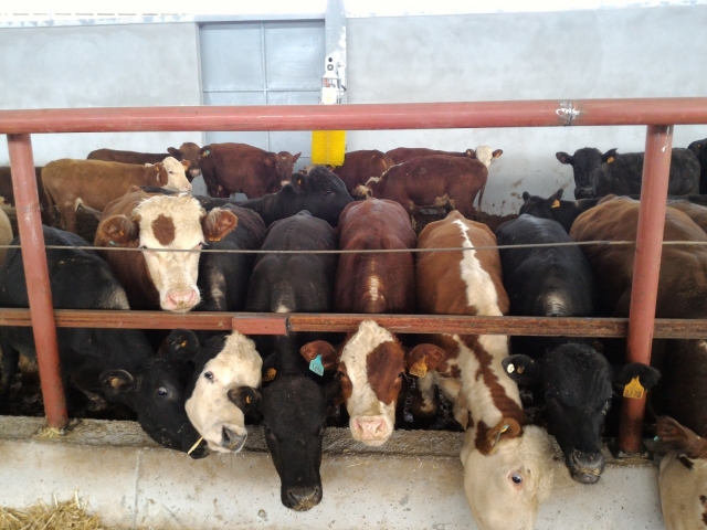 Antalya’da desteklemeyle 400 büyükbaşlık çiftlik kuruldu   