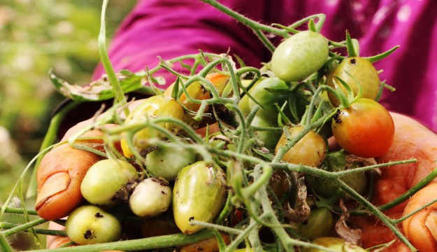 Antalya’da domates fiyatları yüzde 400 arttı 