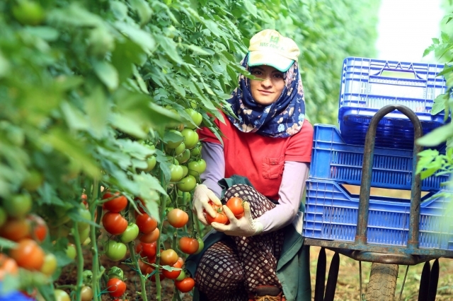 Antalya’da yılbaşı öncesi artan ürün fiyatları üreticiyi sevindirdi 