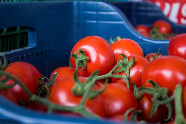 Antalya, Isparta ve Burdur'dan domates ihracatı
