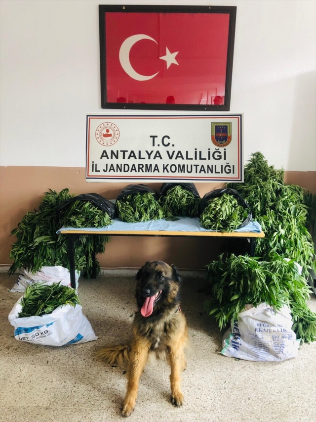 Antalya'da uyuşturucu operasyonunda bir kişi gözaltına alındı