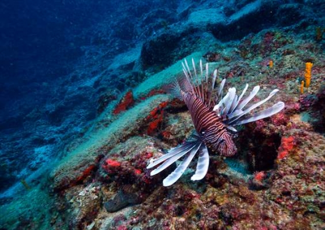  Antalya'da bulunan 3 bin 600 yıllık gemi batığı UNESCO'da tanıtıldı