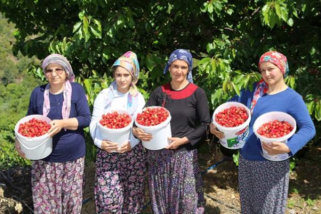 Antalya'da erkenci kirazın hasadı başladı