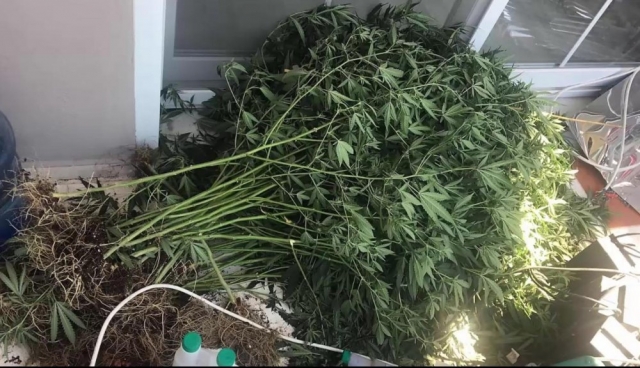 Antalya'da evde skunk yetiştiren şüpheli yakalandı