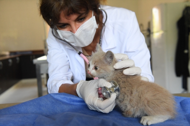 Antalya'da kanalizasyon borusuna sıkışan kedi yavrusu kurtarıldı