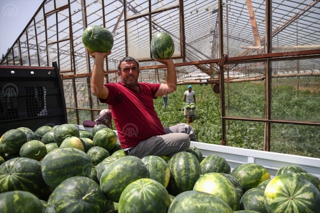 Antalya'da karpuz hasadı "gecikmeli" başladı
