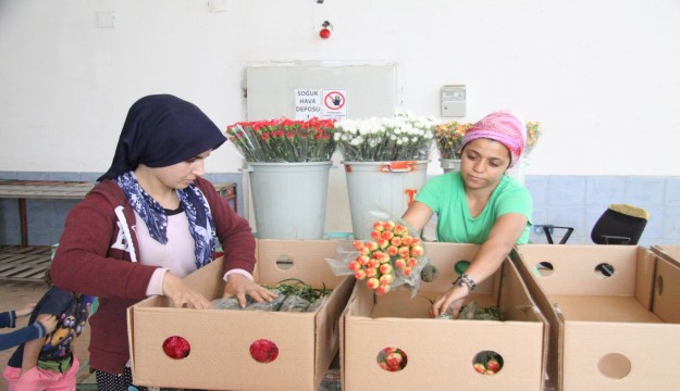 Antalya'da Kesme çiçeğe sıcak hava darbesi   