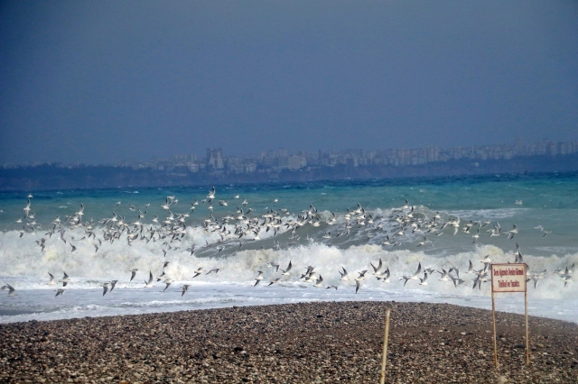 Antalya'da martı istilası 