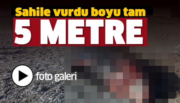 ANTALYA'DA SAHİLE VURDU TAM 5 METRE