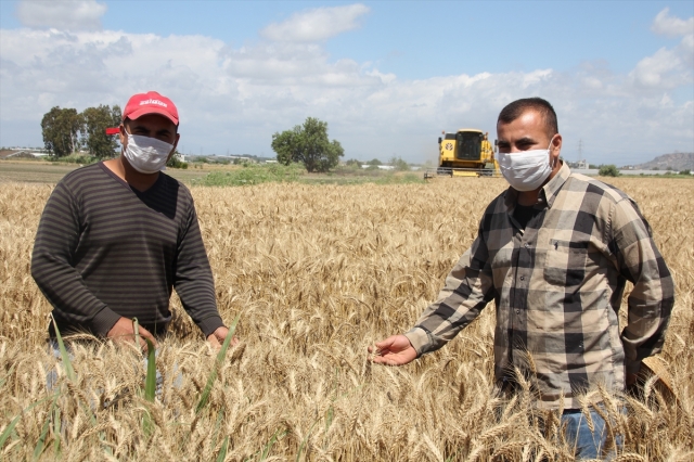 Antalya'da sezonun ilk buğday hasadına başlandı