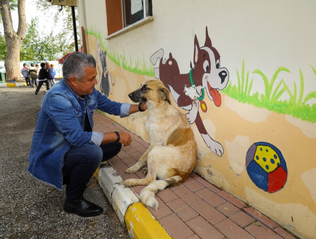 Antalya'da sokak köpeğini tüfekle vurdular