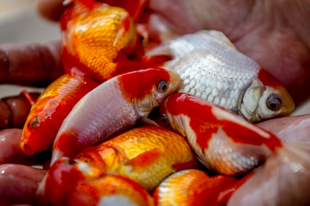 Antalya'da üretilen balıklar Türkiye'nin akvaryumlarını süslüyor