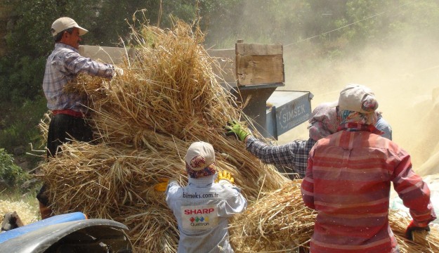 Antalya'da yılın ilk buğday hasadı başladı 