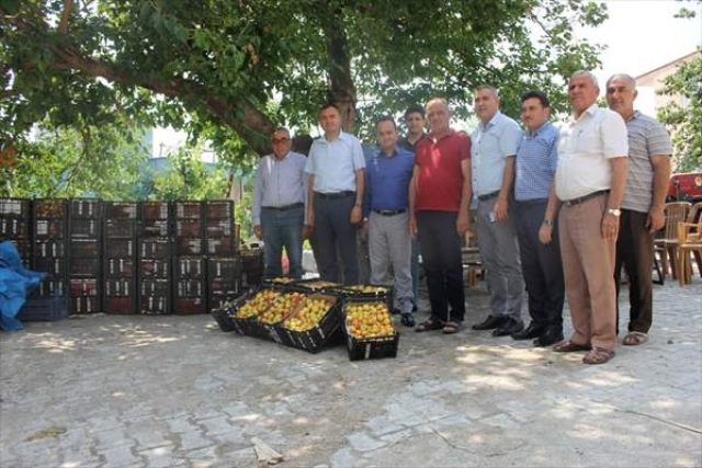 Arsuz'da kayısı hasadı başladı 