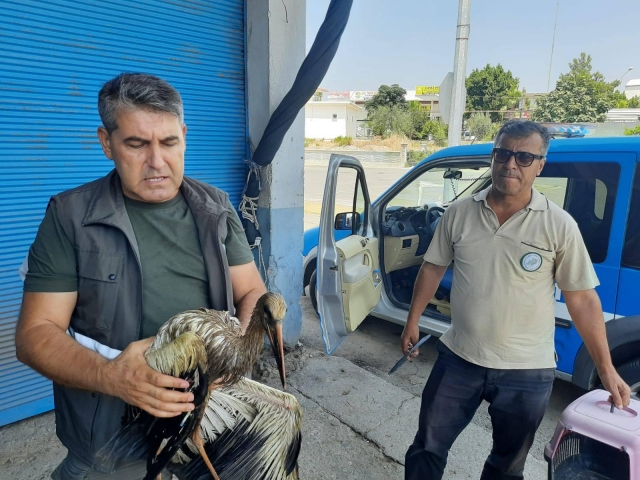 Atık yağ içine düşen leylekler kurtarıldı