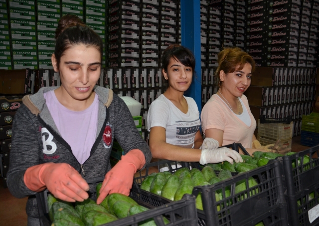Avokadoda Romanya'ya ilk ihracat yapıldı 