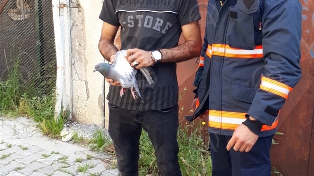 Ayağı su borusuna sıkışan güvercini itfaiye ekipleri kurtardı