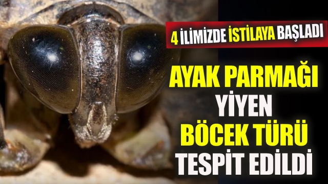 Ayak Parmağı Yiyen Böcek Türü Türkiye'de de Görüldü: 4 İlde İstilaya Başladı