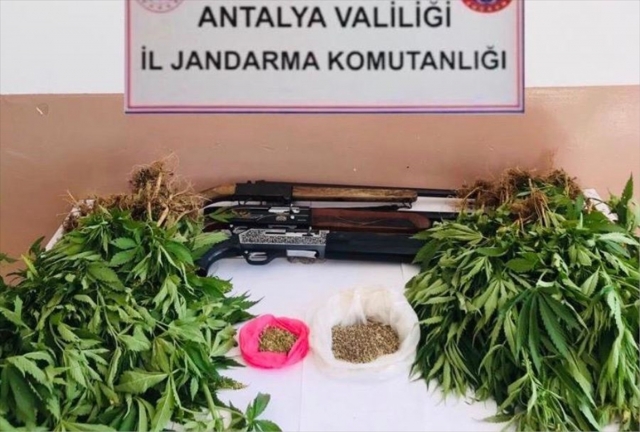 Bahçelerinde kenevir yetiştiren baba ile 2 oğlu gözaltına alındı