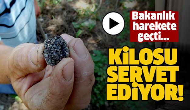 BAKANLIK HAREKETE GEÇTİ! KİLOSU SERVET DEĞERİNDE...