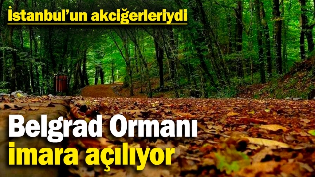 Belgrad Ormanı İmara Açılıyor: İstanbul’un Akciğerleri Tehlikede
