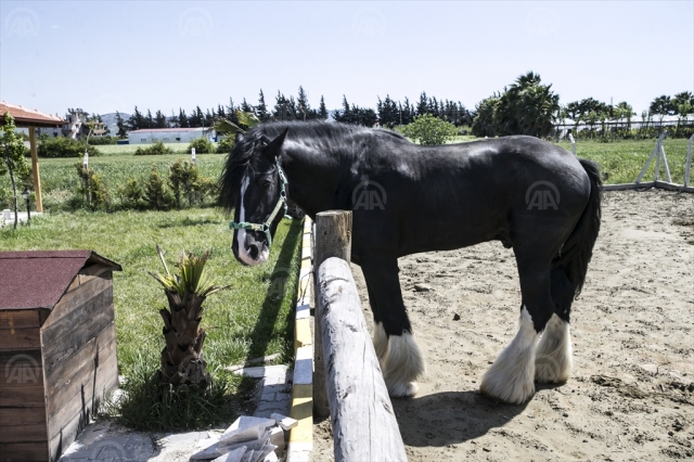 Bin 200 kilogramlık at görenleri şaşırtıyor