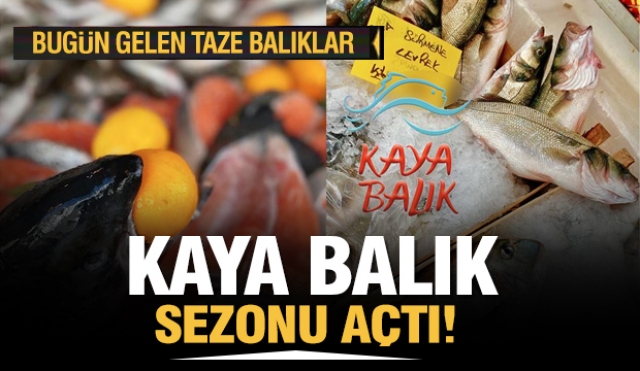 BUGÜN YENİ GELEN BALIKLAR KAYA BALIK TEZGAHLARINDA YERİNİ ALDI
